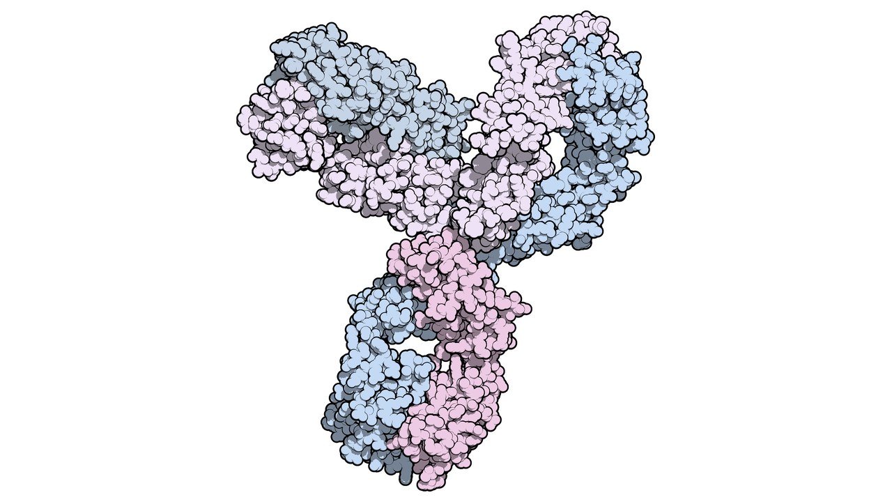 Stand-in, not a photo of this trial or the vaccine: a pink and blue space-filling computer model of the antibody pembrolizumab, sold as Keytruda, on a white background