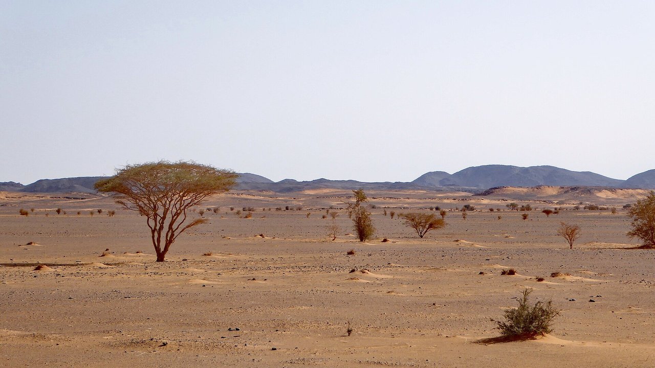 Stand-in, not a photo of this event: flat sandy Nubian Desert plain in northern Sudan with a lone acacia tree, scattered shrubs and low dark hills under a pale sky, 2017
