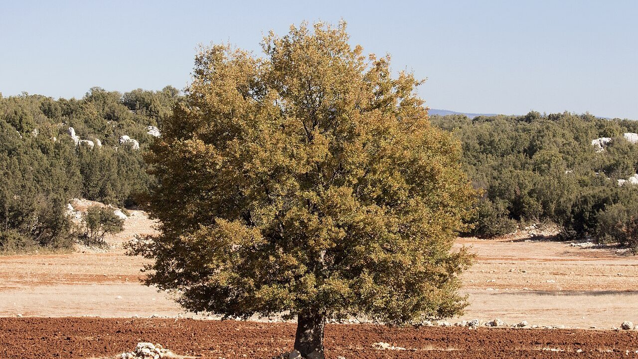 Stand-in: a lone oak tree in a field near Mersin, Turkey, in a November 2016 file photo, not a tree from the study